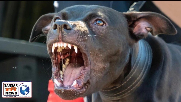 सोनीपत में Pitbull बना मासूम का काल, मालिक का रवैया देख भड़के लोग।